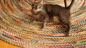 A round shape multicolor of a braided rug on the floor with a brown cat laying on it.