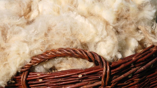 Wool: Merino-Columbia Raw Fleece | Millertown Sheep