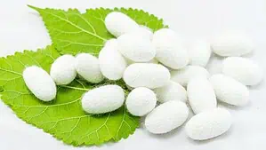 Pieces of silk fiber are placed on two green leaves. Pieces of silk fiber are placed on two green leaves.